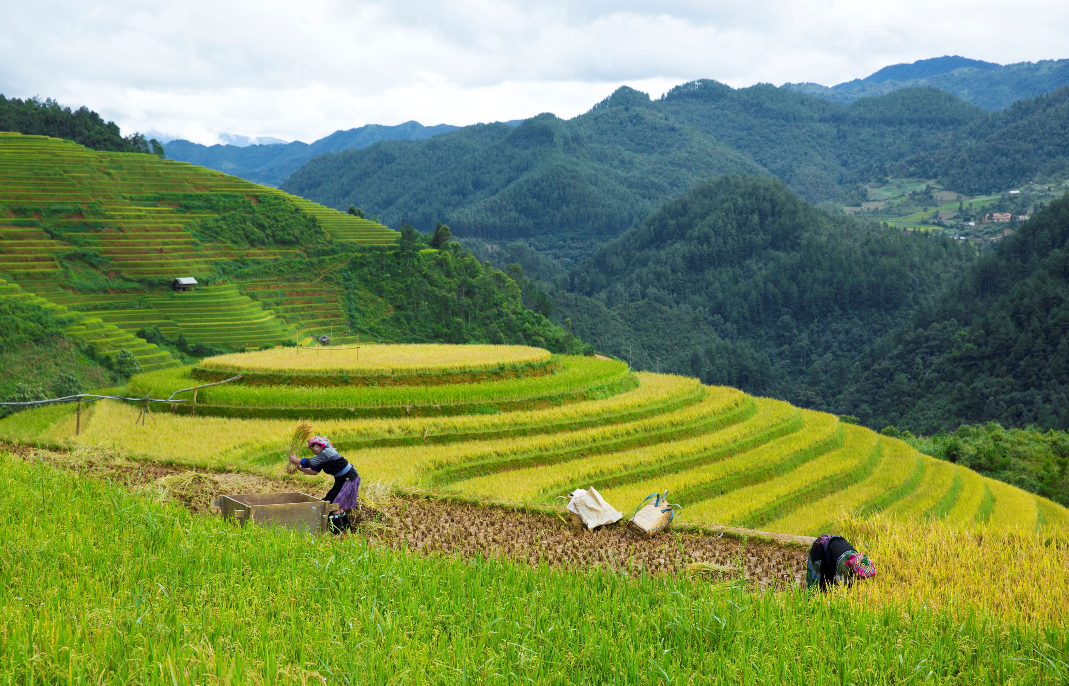 Agricoltura Sostenibile: AICS sostiene i Paesi ASEAN